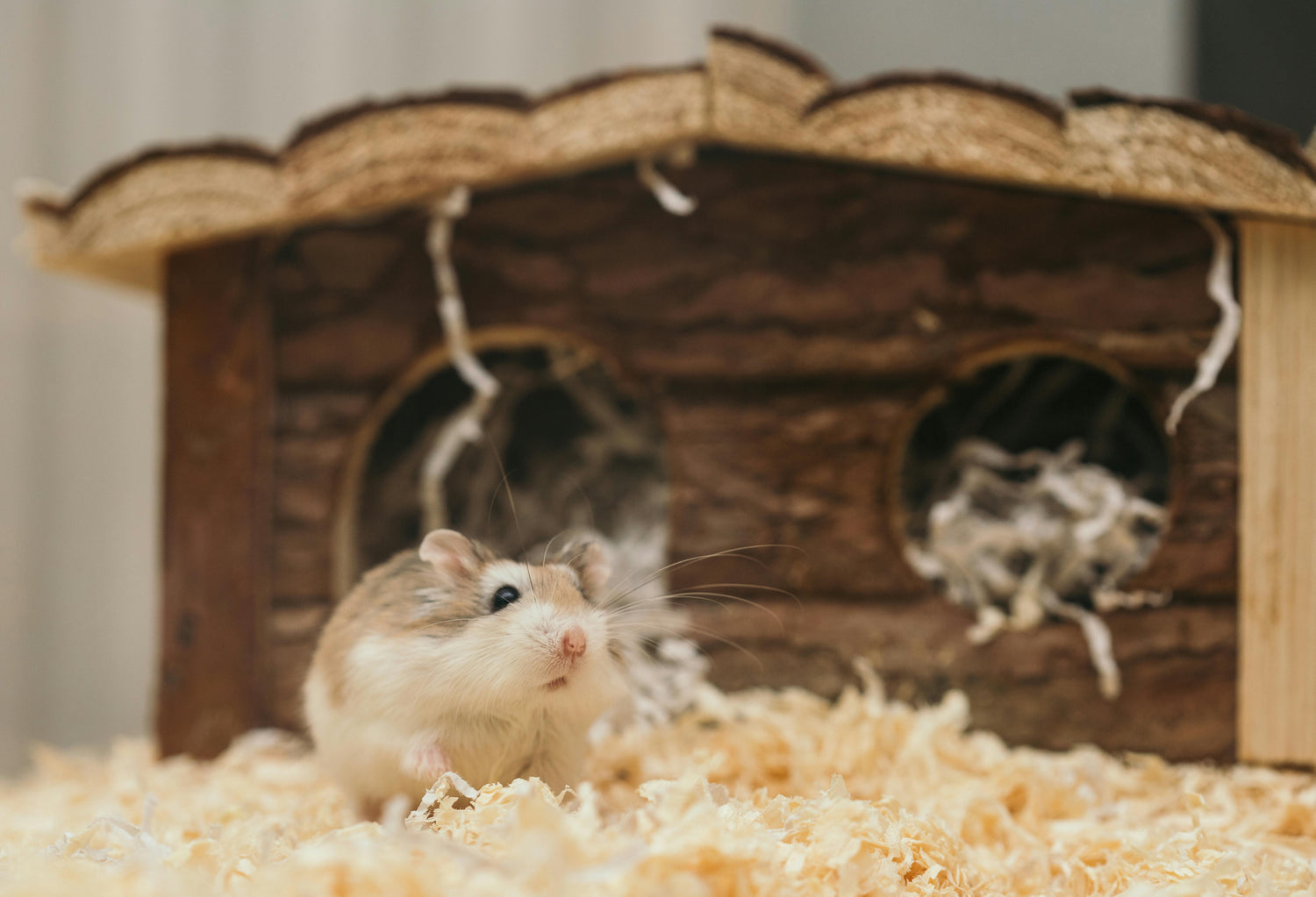 Other Pets
